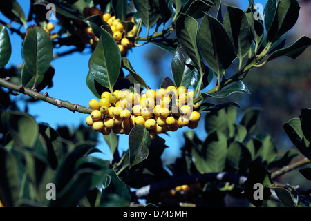 Yellow Fruiting Holly- Ilex aquifolium bacciflava- Family Aquifoliaceae Stock Photo