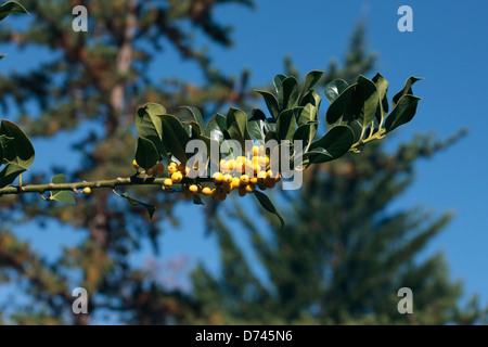 Yellow Fruiting Holly- Ilex aquifolium bacciflava- Family Aquifoliaceae Stock Photo