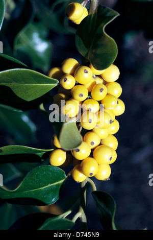 Yellow Fruiting Holly- Ilex aquifolium bacciflava- Family Aquifoliaceae Stock Photo