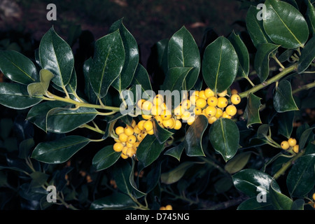 Yellow Fruiting Holly- Ilex aquifolium bacciflava- Family Aquifoliaceae Stock Photo