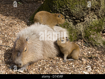 capybara Hydrochoerus hydrochaeris With her two young Stock Photo