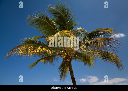 Puerto Plata, Dominican Republic, coconut palms on Playa Dorada beach Stock Photo