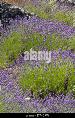 Lavender on island Hvar Croatia Stock Photo