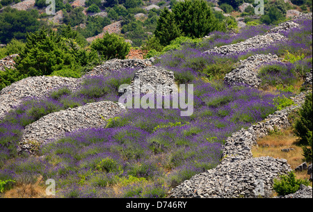 Lavender on island Hvar Croatia Stock Photo