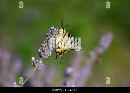 Butterfly on lavender flower, island Hvar Croatia. Papilio machaon, Scarce Swallowtail Iphiclides podalirius Stock Photo