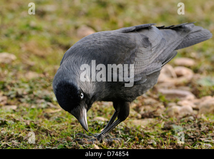 Eurasian Jackdaw - Corvus monedula Feeding on the ground Stock Photo