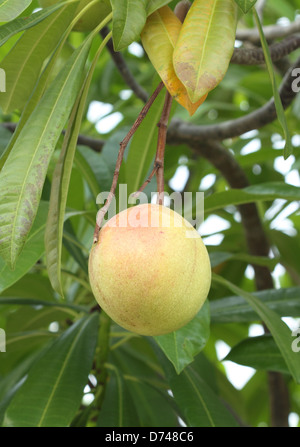 Cerbera oddloam fruit on the tree Stock Photo