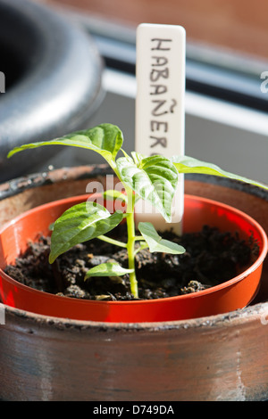 A potted Habanero (Capsicum chinense) chili pepper plant seedling growing on a sunny windowsill. UK, 2013. Stock Photo