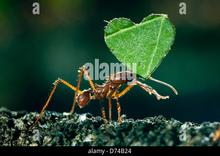 A leaf cutter ant carrying a leaf shaped as a heart. Picture taken at Twycross Zoo, Warwickshire. Stock Photo