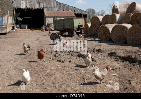 Traditional English farmyard Stock Photo: 12249303 - Alamy