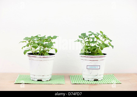 plants in white vase Stock Photo