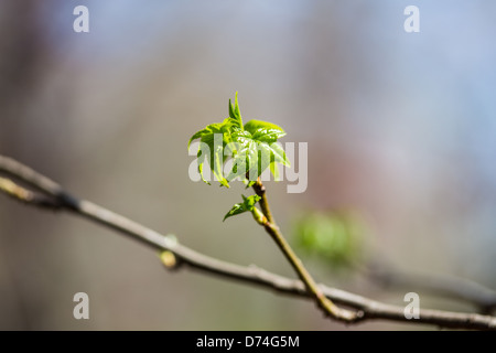 Maple trees sprout their first leaves of a new spring season. Stock Photo