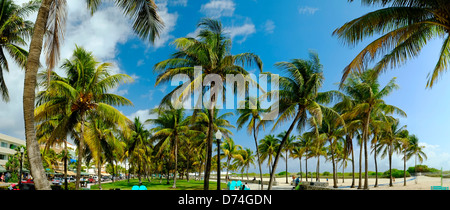 Palm Trees, South Beach, Miami, Florida, USA Stock Photo