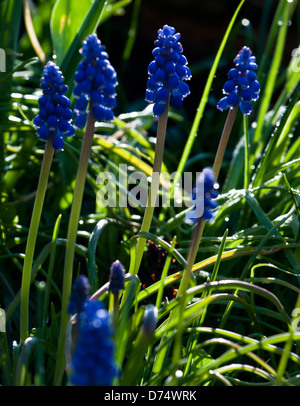 Grape Hyacinth Muscari Stock Photo