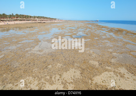 Low tide on coral beach, Sharm el-Sheikh, Sinai Peninsula, Egypt Stock Photo