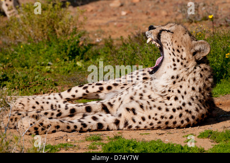 Cheetah lying in the sun yawning. Stock Photo