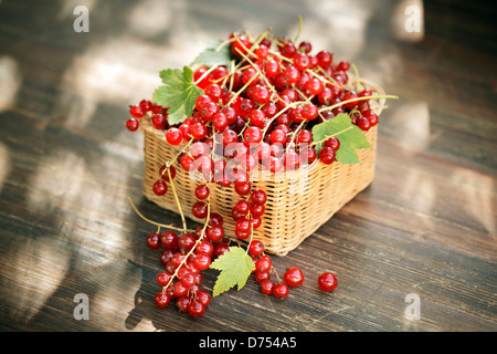 Harvested red currant berries in a small basket Stock Photo