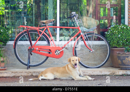 red vintage bicycle and dog for house decoration Stock Photo