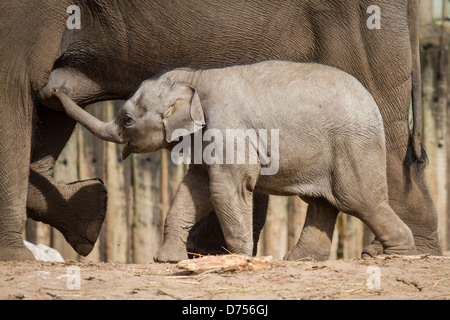 baby elephant at zoo Stock Photo