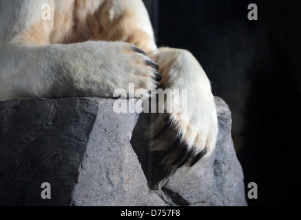 Berlin, Germany, Polar Bear Knut in the Berlin Museum of Natural History Stock Photo