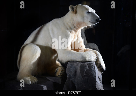 Berlin, Germany, Polar Bear Knut in the Berlin Museum of Natural History Stock Photo
