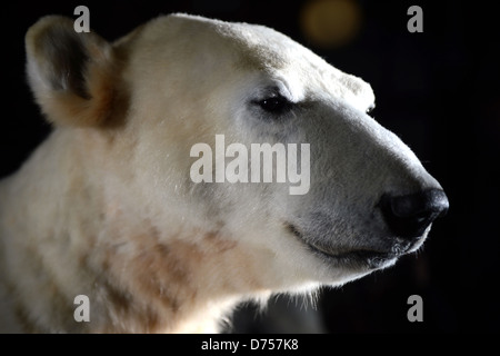 Berlin, Germany, Polar Bear Knut in the Berlin Museum of Natural History Stock Photo