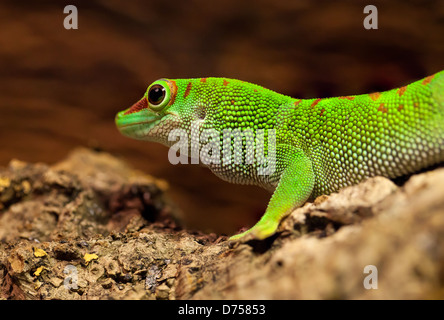 Madagascan Day Gecko Stock Photo