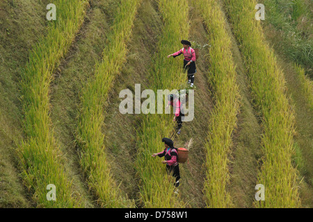 Yao women harvesting rice, Longsheng, Guangxi, China Stock Photo