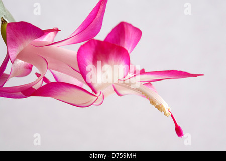 Close-up of flower of Christmas Cactus (Schlumbergana sp.) on gray background Stock Photo