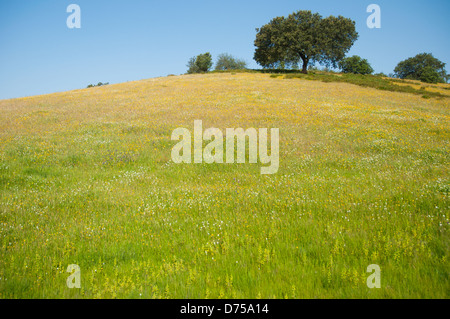 Large tree on the top of the hill Stock Photo