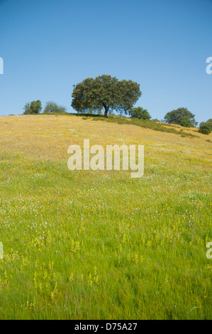 Tree on top of the meadow Stock Photo