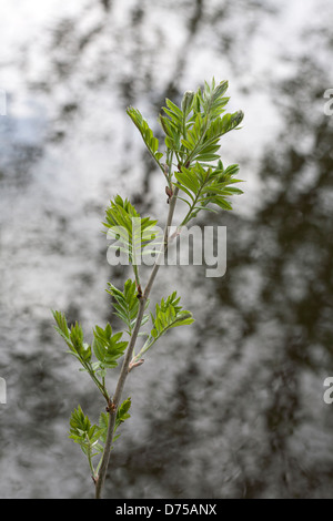 Sprouting leaves of Rowan (Sorbus aucuparia); mirroring trees in background Stock Photo