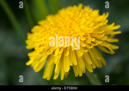 Close-up of Dandelion flower (Taraxacum sp.); only front in focus Stock Photo