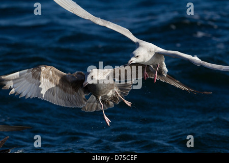 Iceland Gull in first winter plumage competing for food with a second winter Herring Gull Stock Photo