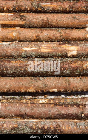 Spruce ( picea abies ) logs Stock Photo