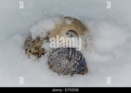 A seashell and two snail shells buried in unexpected snow at the beginning of Spring Stock Photo