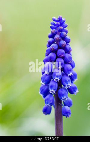 Muscari armeniacum. A single Grape hyacinth in the garden. Stock Photo