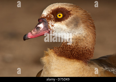 Egyptian Goose portrait Stock Photo