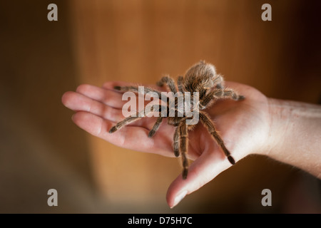 Hairy brown pet Tarantula spider sitting on a human hand Stock Photo