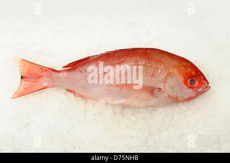 Red snapper fish on ice Stock Photo