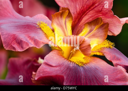 Closeup of deep red Iris flower Stock Photo