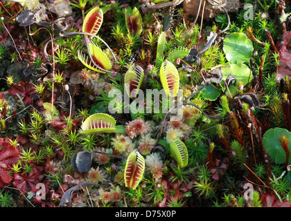 Venus Flytrap, Dionaea muscipula, Droseraceae. North Carolina, USA, North America. A carnivorous plant. Stock Photo