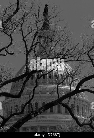 US Capitol dome behind dead tree - Washington, DC USA Stock Photo