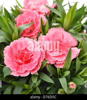 Pink Carnations ,Close Up Shot Stock Photo