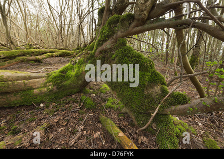 tree blown over in hurricane of 1987 has sprouted new vertical tree growth trunks from main stem now lying on ground Stock Photo