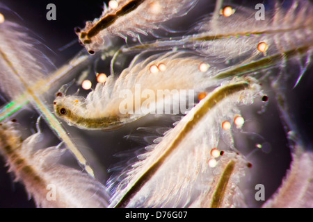 Micro Photo of Artemia Salina Stock Photo