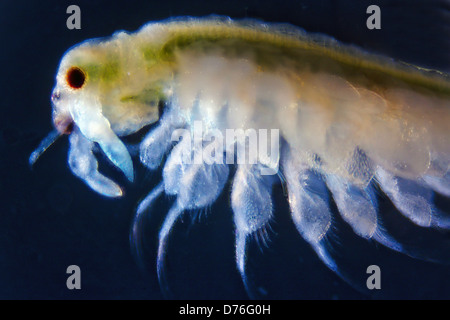 Micro photo of Artemia Salina Stock Photo