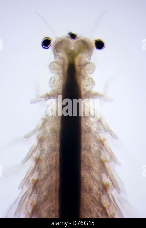 Micro photo of Artemia Salina Stock Photo