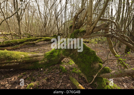 tree blown over in hurricane of 1987 has sprouted new vertical tree growth trunks from main stem now lying on ground Stock Photo