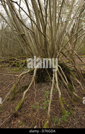 single pollarded beech uplifted and blown over in hurricane of 1987 but radial roots stopped whole tree toppling over Stock Photo